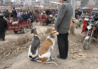 常州狗市場在哪里（常州賣狗的地方）